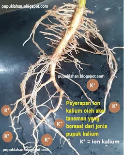 Selain KCl, Ada 3 Jenis Pupuk Kalium lainnya yang Mesti Anda Tau