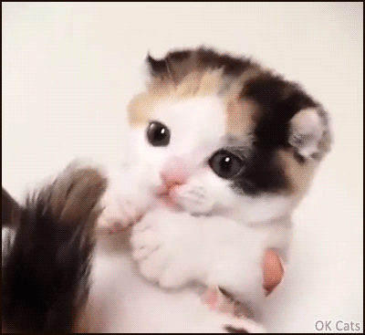 Cute Kitten GIF • Aww adorable kitten trying to catch and bite her own tail ♥ Cuteness overload ♥