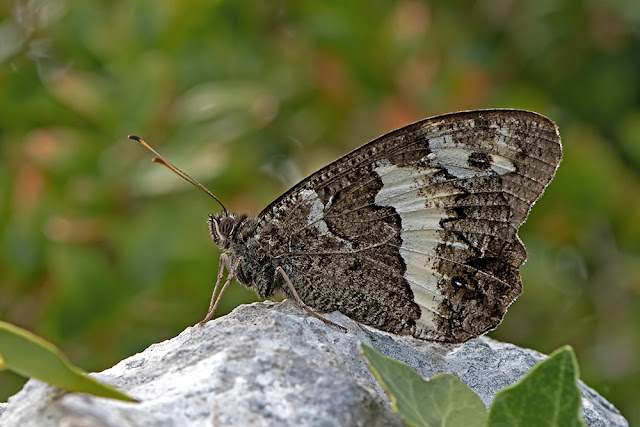 Brintesia circe the Great Banded Grayling butterfly