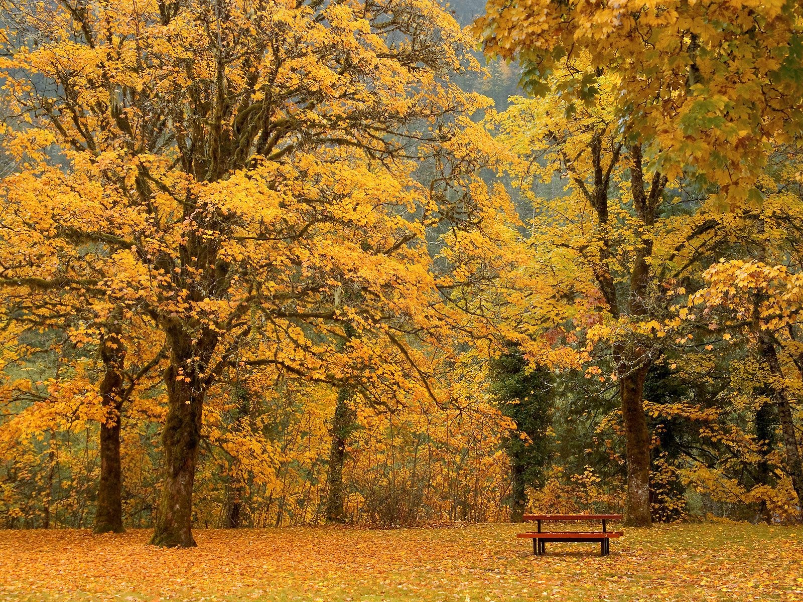 https://blogger.googleusercontent.com/img/b/R29vZ2xl/AVvXsEgsbuH7iNi_cvnWE0We0wYynECQsRVHkxHO-KG2cczM6DRmna1758Nx0cCx1pUgqiiUurQEZcEqASAFioq1INGVeJDi0MkbWWC2LKKoPKgNDxWl8OMkwDrxebMFMtkfDzbyLH05jtdJgGg/s1600/Beautiful-Tress-Autumn-Nature-HD-Wallpaper.jpg