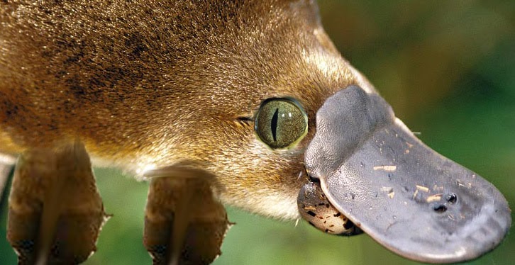 Wallpaper Sea platypus wallpaper