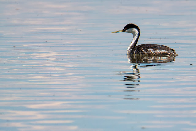 birdwatching, birds, ducks, photography, landscape, travel, California, Eared Grebes, Grebes, ducklings, babies, Clark's Grebe