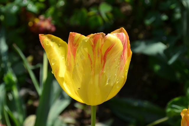 darwin Hybrid Tulips