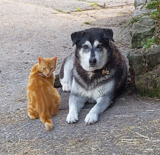 The Writer's Pet: A dog and one of the cats of bestselling author Roz Watkins