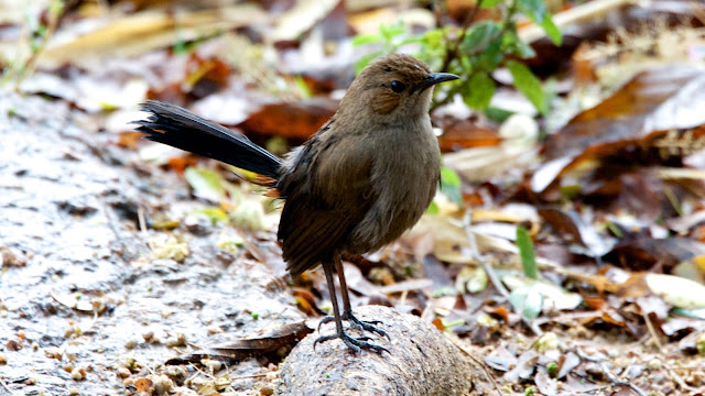 Indian Robin (कलचुरी) - Copsychus fulicatus