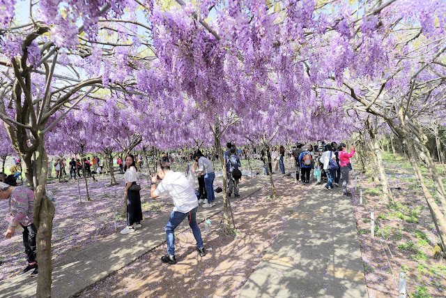 淡水紫藤咖啡園 紫藤花