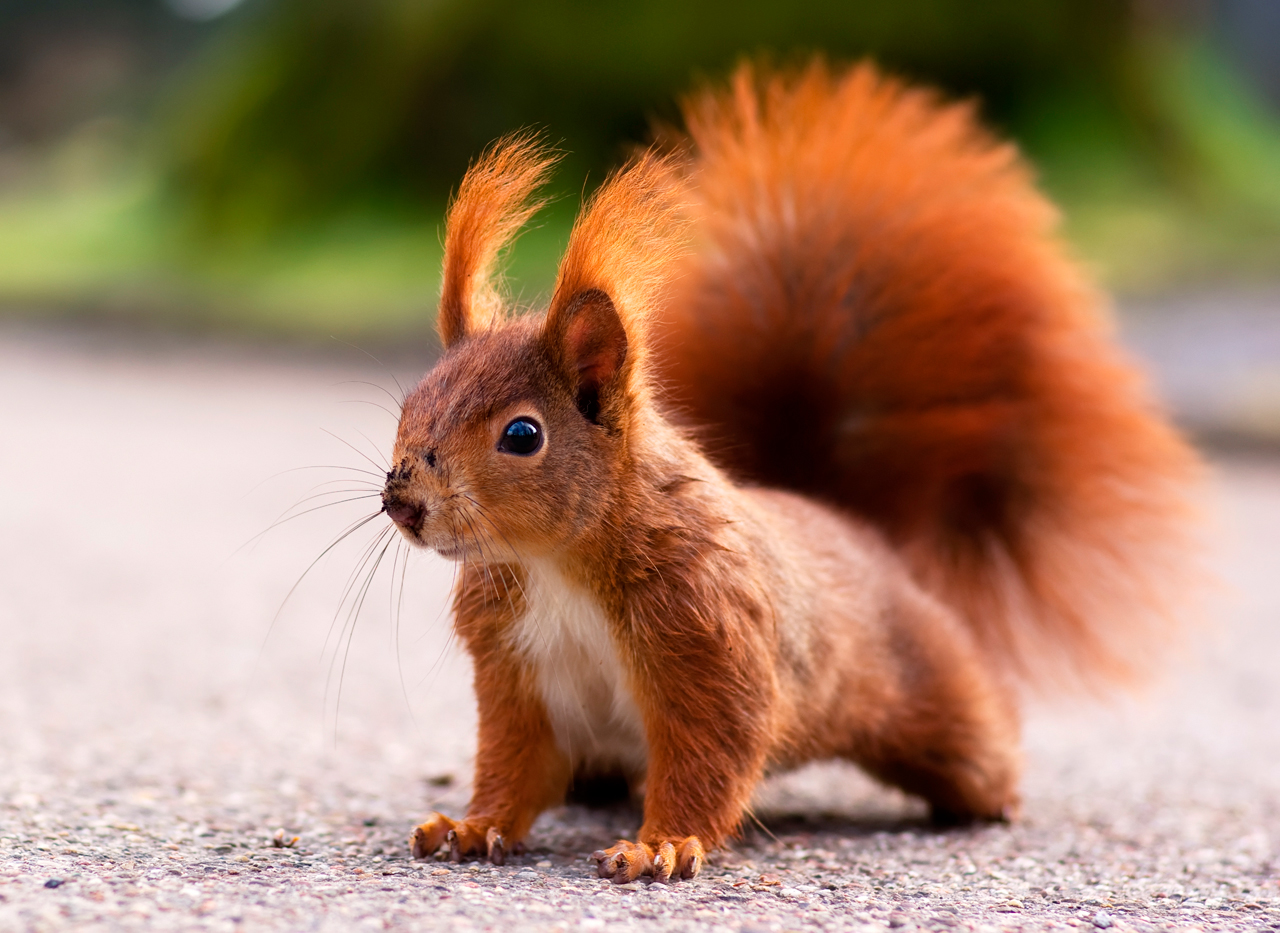 Eichhörnchen Portrait