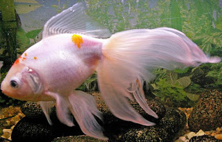 Veiltail Goldfish