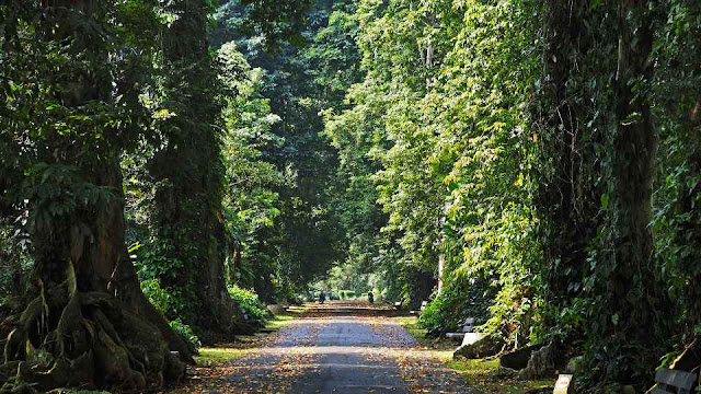 taman botani bogor