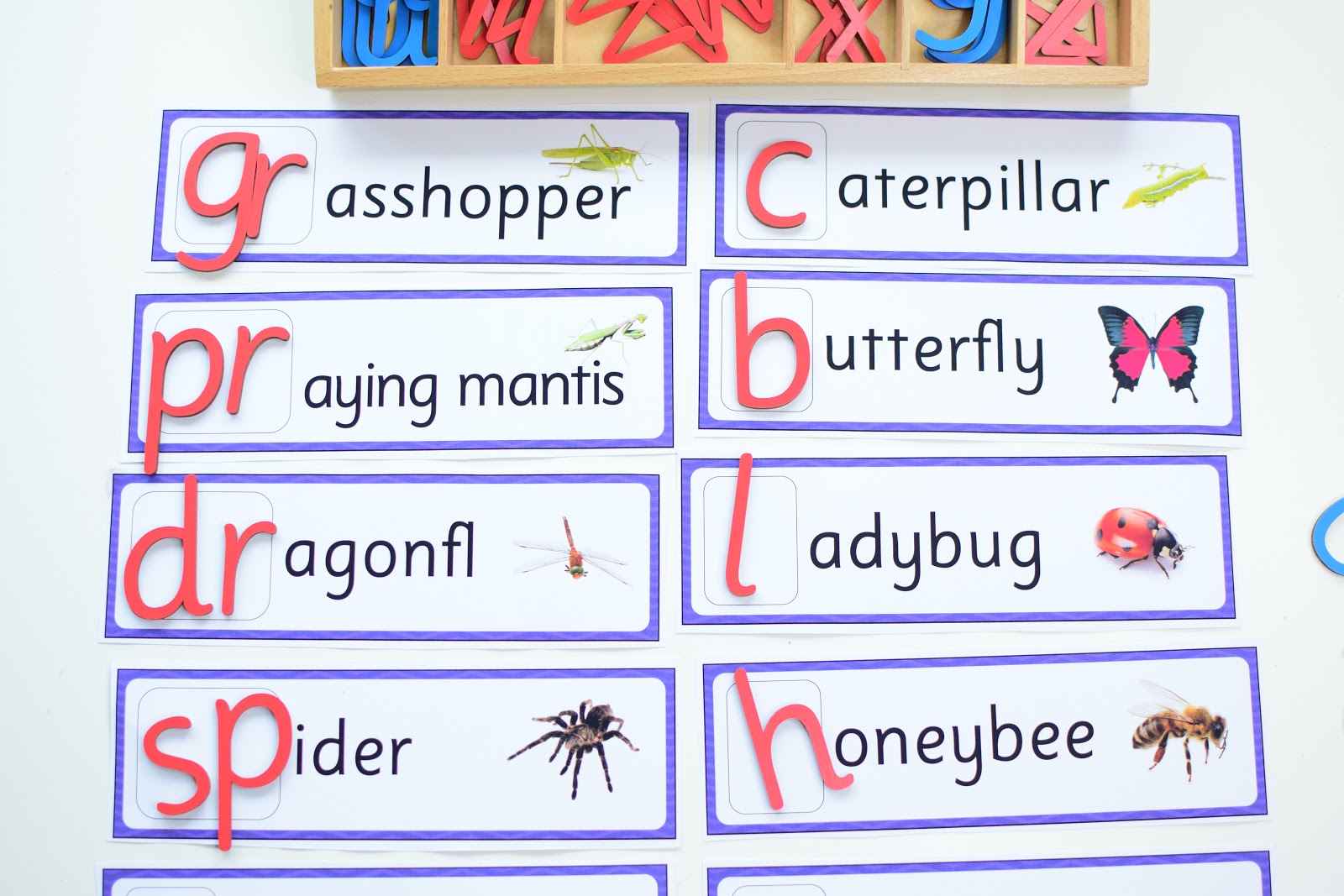 INSECT THEMED BEGINNING LETTER SOUND