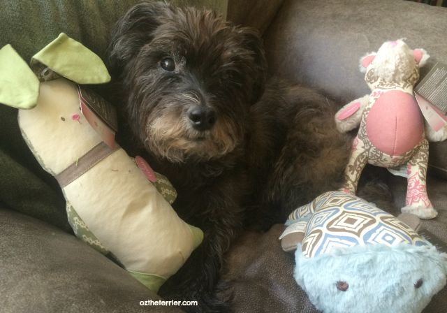 Oz the Terrier finds Kathy Ireland Loved Ones Dog Toys accommodate a variety of play styles