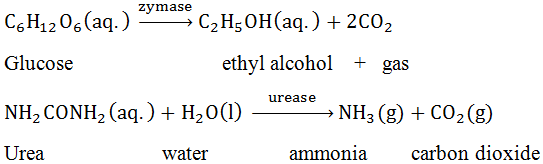 Enzyme Catalyst