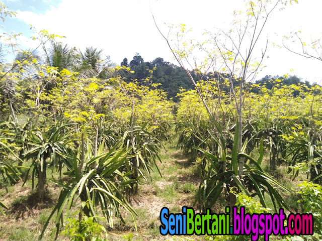 tiang untuk buah naga