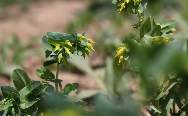 Cerinthe Minor Flowers Pictures