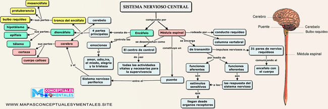 mapa conceptual del sistema nerviosos central corto con imagen