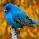 Plava ptičica besplatne slike pozadine za mobitele