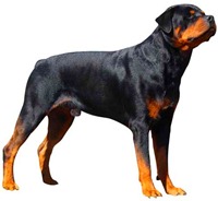 Rotweiller