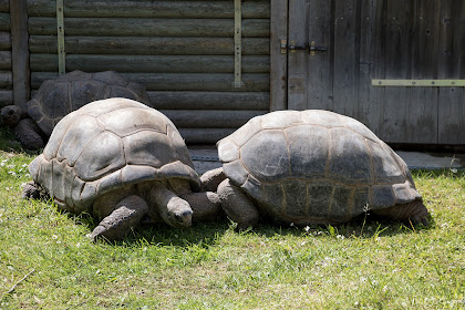 tortue geante 200kg