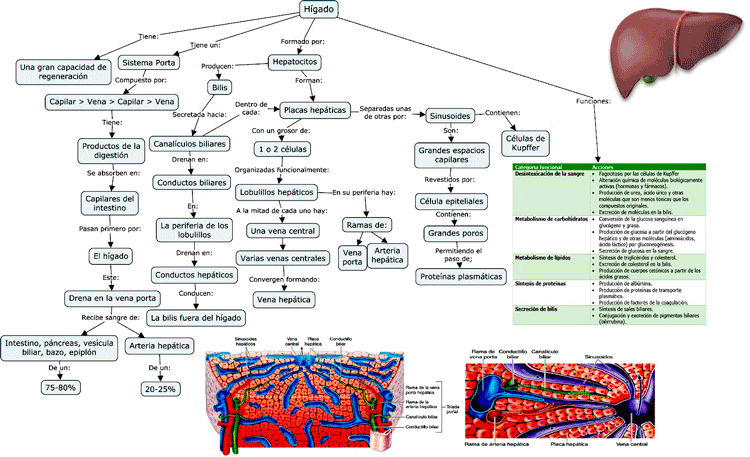 Mapa de concepto del Hígado