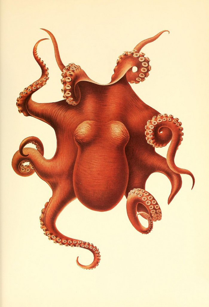 Octopus