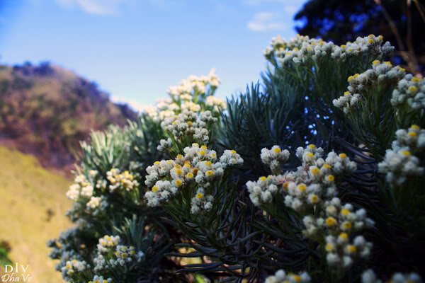 Gambar Bunga Edelweis Cantik Dan Mempesona ...