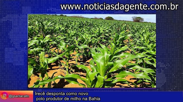 Irecê desponta como novo polo produtor de milho na Bahia