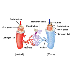 Jelaskan Perbedaan Arteri dengan Vena