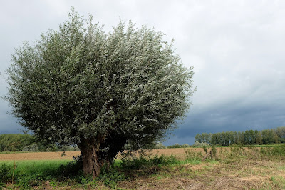 prairie saule