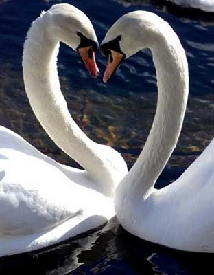 Pareja de cisnes