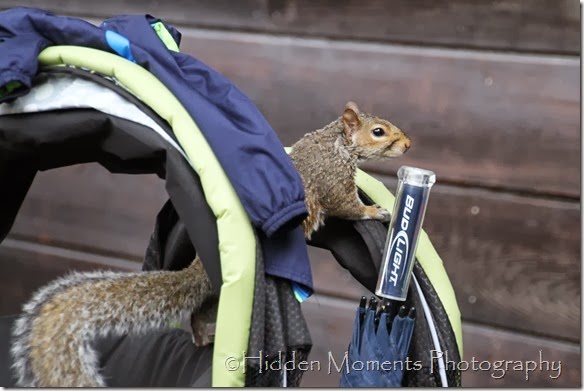 If You Give A Squrrel a Cookie 2