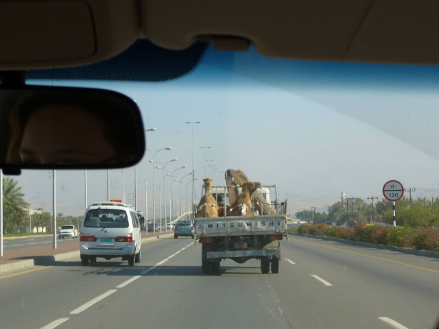 Only in Oman - camels on the road