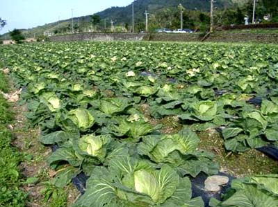 cabbage garden