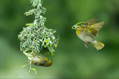 kecantikan burung