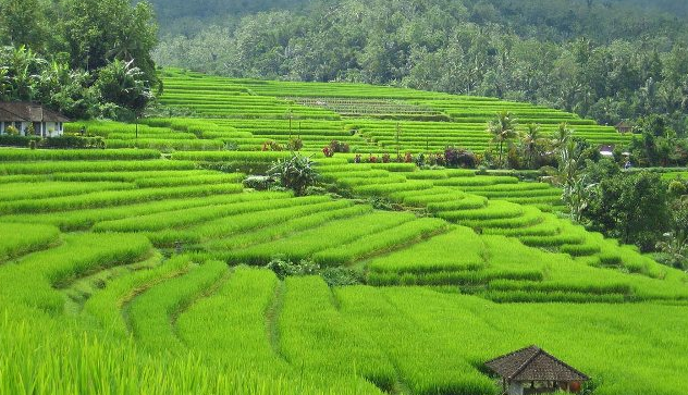 20+ Pertanian Di Indonesia