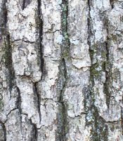 Bark of quercus alba