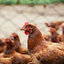 Rússia detecta primeiro caso de gripe aviária H5N8 em humanos