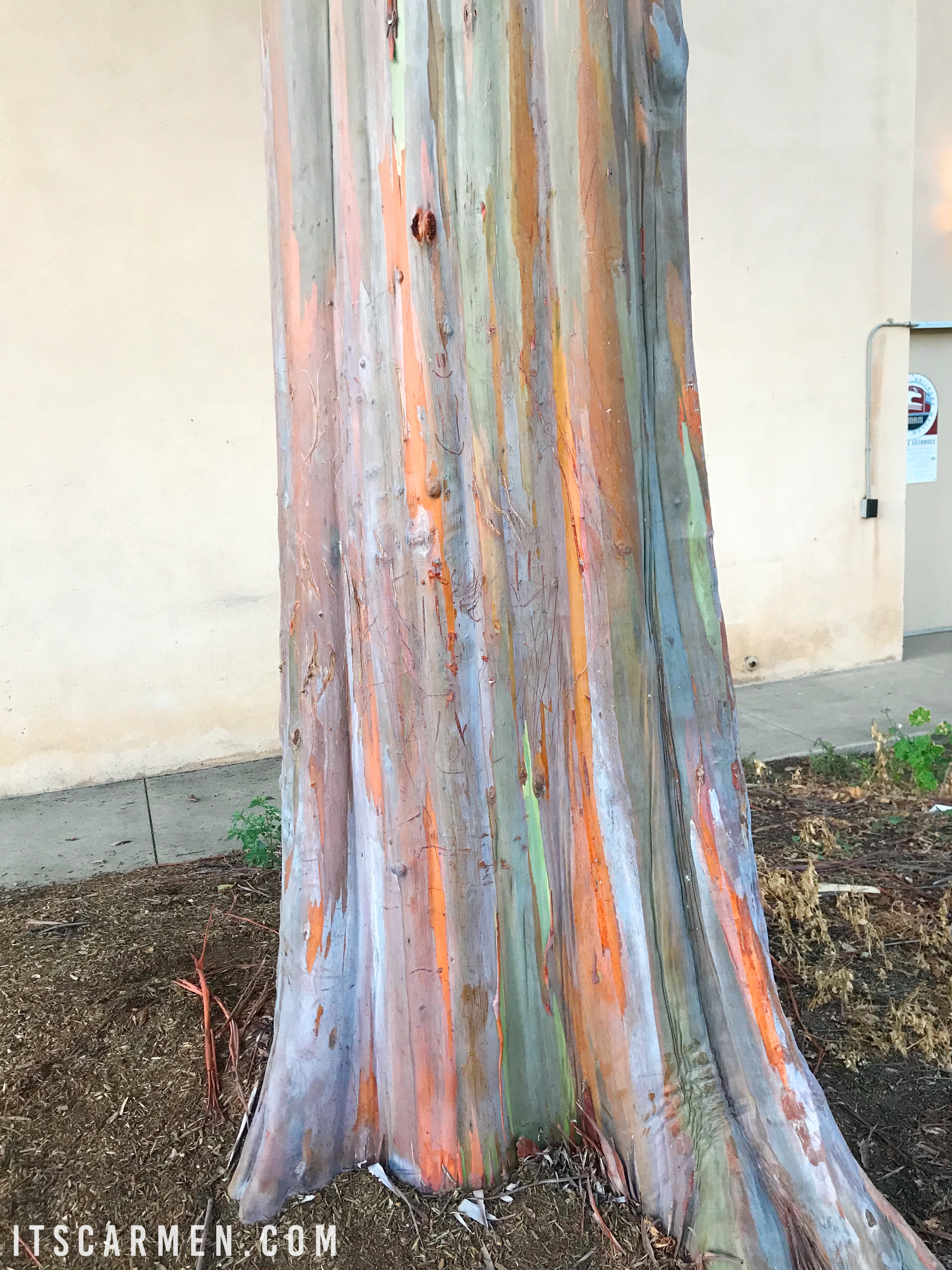 Rainbow Eucalyptus Tree In Balboa Park San Diego Carmen Varner Social Media Manager By Day Lifestyle Travel Writer Whenever Else