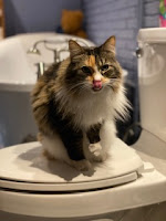 A calico cat sitting on a toilet seat. She has her tongue out and is licking her nose.