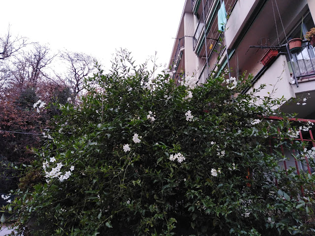 Solanum jasminoides