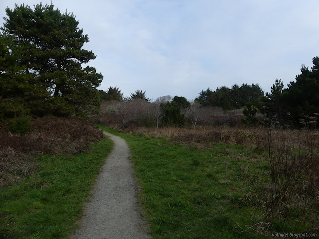 patch of grass among trees