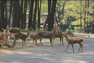 Taman Safari Indonesia Prigen