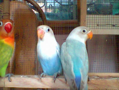 memilih lovebird