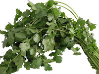 cilantro