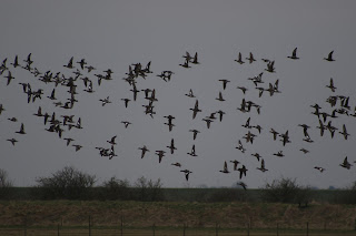 Wigeon