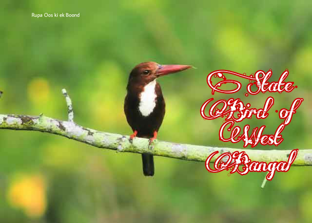 पश्चिम बंगाल का राज्य पक्षी (State Bird of West Bangal) || श्वेतग्रीवा किलकिला ( White-throaterd kingfishe) || Halcyon smyrnensis ||