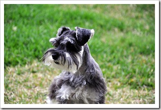 Schnauzer miniatura