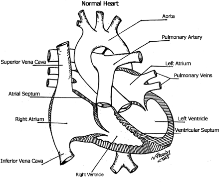 diagram of heart. The blood leaving the heart