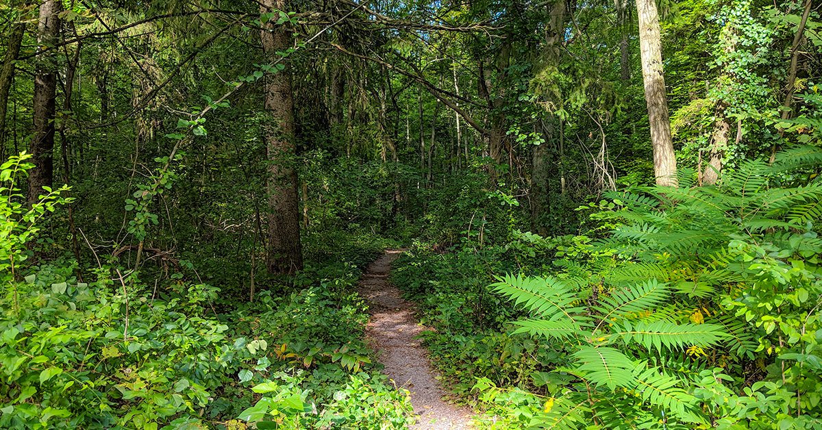 Group Camp Trail at Devil's Lake State Park