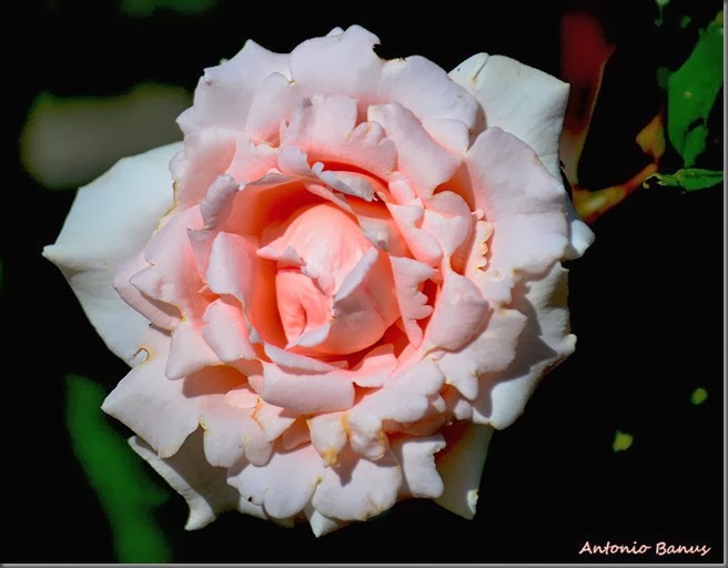 9_DSC9079x1