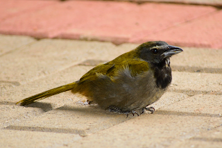 bird on ground